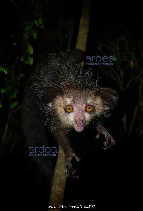 : Aye-aye (Daubentonia madagascariensis) in the rainforests : Aye-aye (Daubentonia madagascariensis) in the rainforests