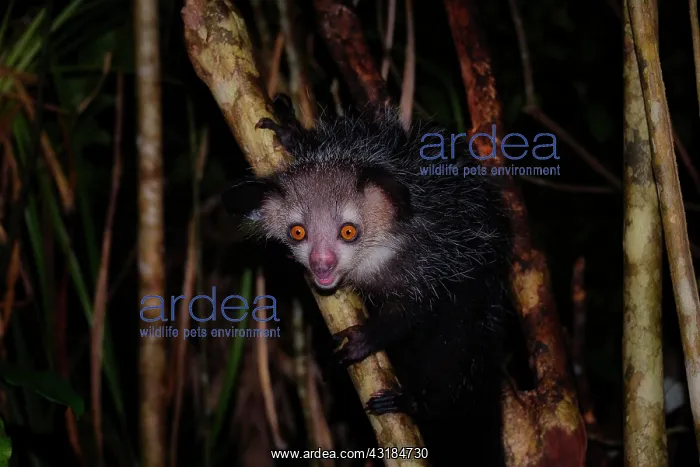 : Aye-aye (Daubentonia madagascariensis) in the rainforests : Aye-aye (Daubentonia madagascariensis) in the rainforests