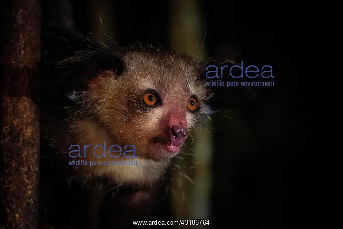 : Aye-aye (Daubentonia madagascariensis) in the rainforests : Aye-aye (Daubentonia madagascariensis) in the rainforests