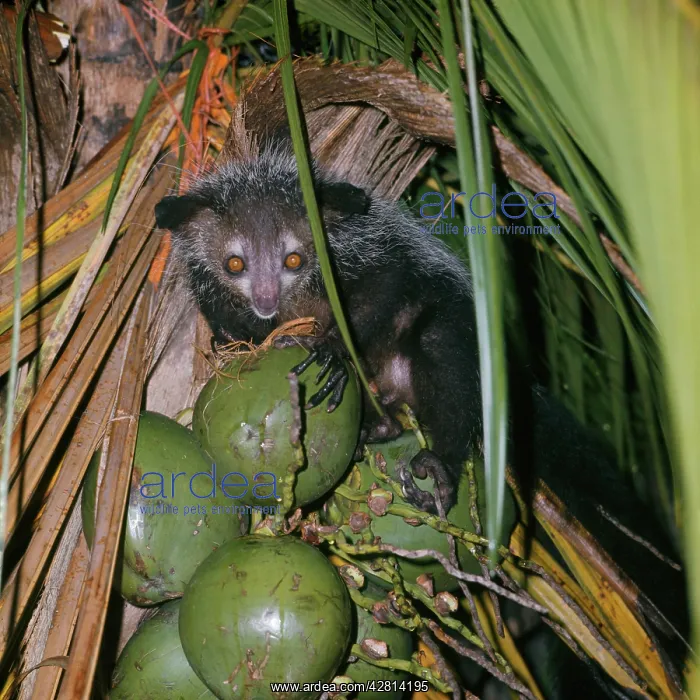 : Aye-aye - eats fruit : Aye-aye - eats fruit