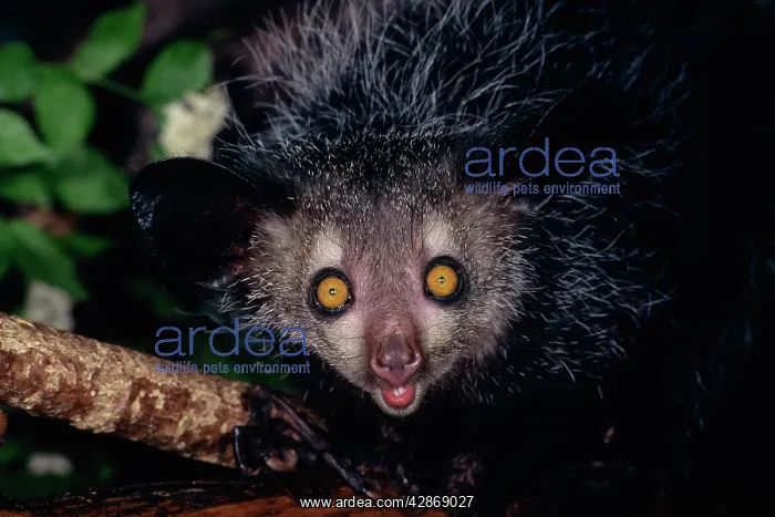 : Aye-aye - Endangered Species : Aye-aye - Endangered Species