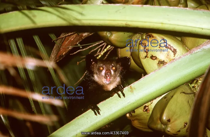 : AYE-AYE - on leaf in palm tree : AYE-AYE - on leaf in palm tree