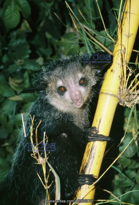 : AYE-AYE - perched on branch : AYE-AYE - perched on branch