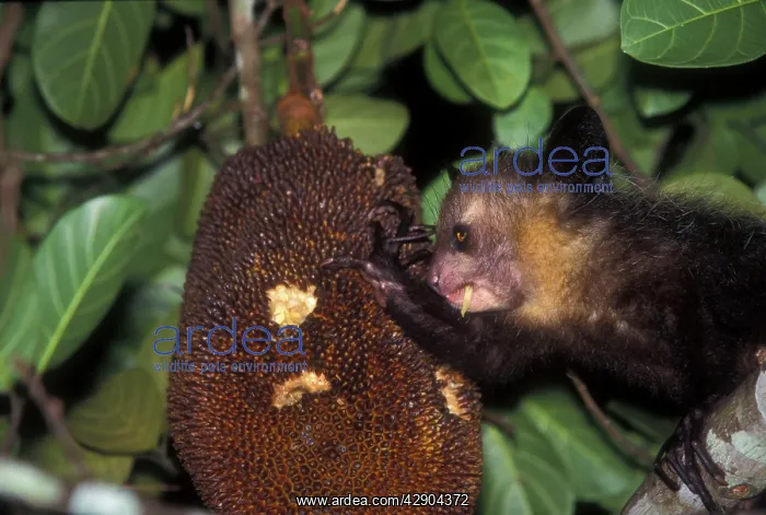 : Aye-aye - using fingers to eat fruit : Aye-aye - using fingers to eat fruit
