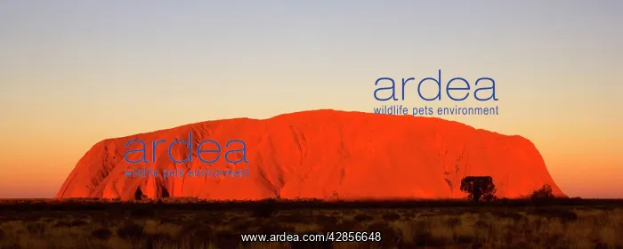 : Ayers Rock - Uluru - brightly ablaze Ayers Rock : Ayers Rock - Uluru - brightly ablaze Ayers Rock
