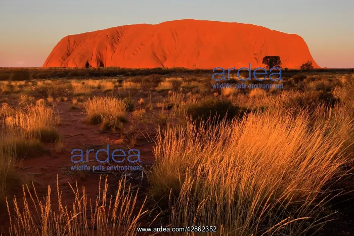  : Ayers Rock - Uluru - brightly ablaze Ayers Rock