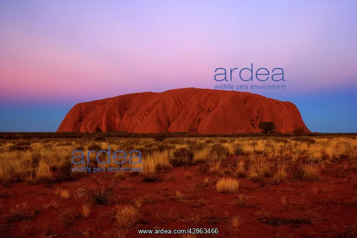 : Ayers Rock - Uluru - shortly after sunset : Ayers Rock - Uluru - shortly after sunset