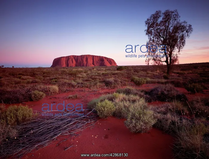 : Ayers Rock / Uluru at sunset : Ayers Rock / Uluru at sunset