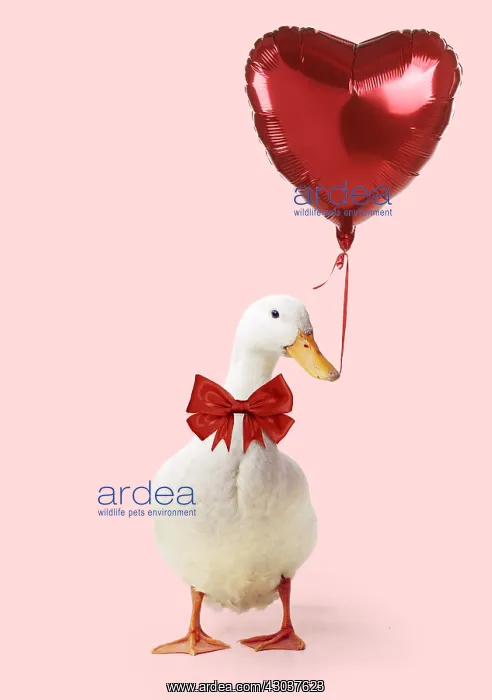: Aylesbury Duck with big red bow holding heart shaped balloon : Aylesbury Duck with big red bow holding heart shaped balloon
