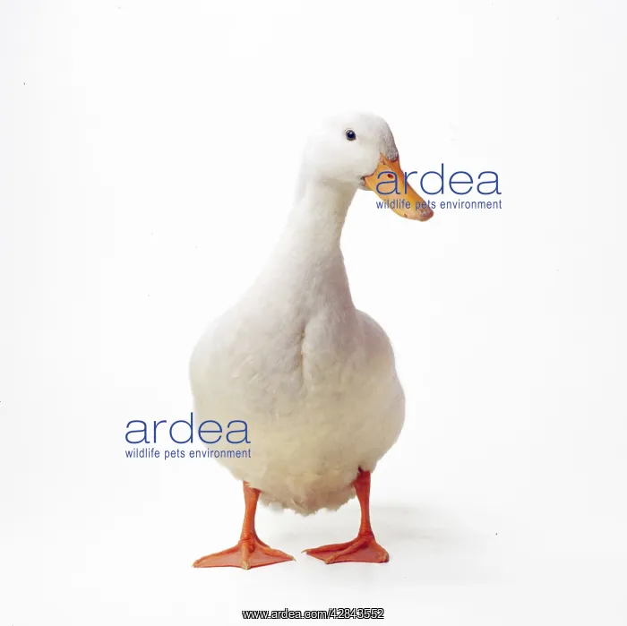  : Aylesbury DUCK - Domestic