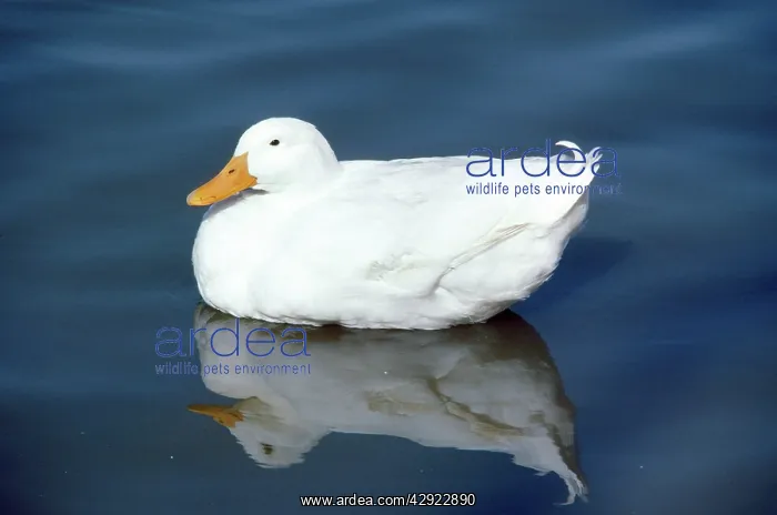  : Aylesbury Duck - domestic