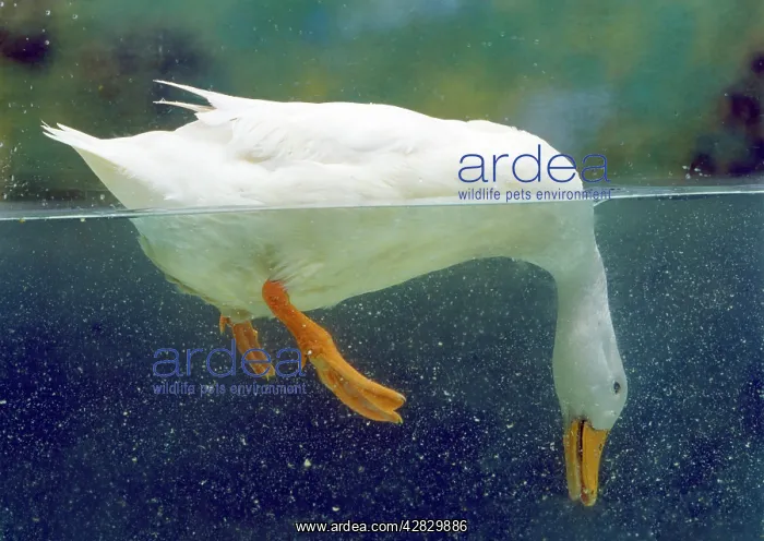: Aylesbury Duck - domestic, above & below water : Aylesbury Duck - domestic, above & below water