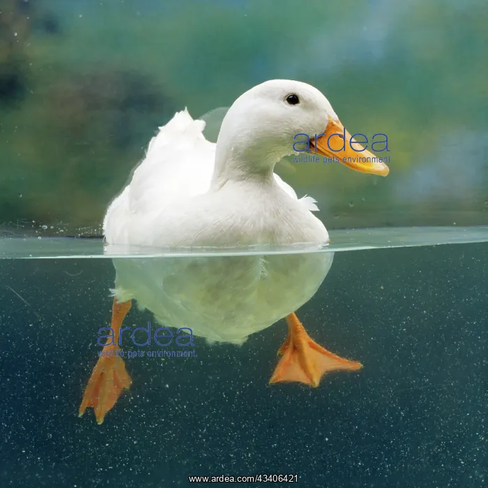  : Aylesbury DUCK - Domestic, above and below water