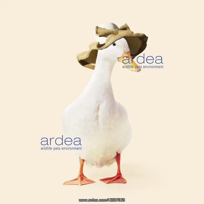 : Aylesbury Duck wearing large hat with bow