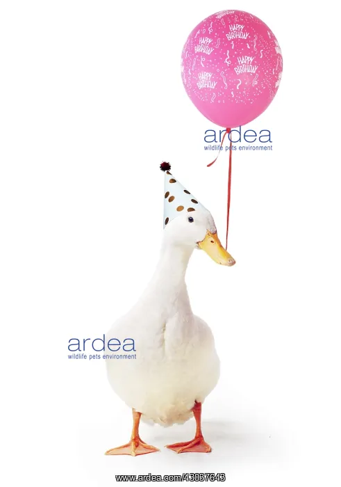: Aylesbury Duck wearing party hat holding Happy Borthday : Aylesbury Duck wearing party hat holding Happy Borthday