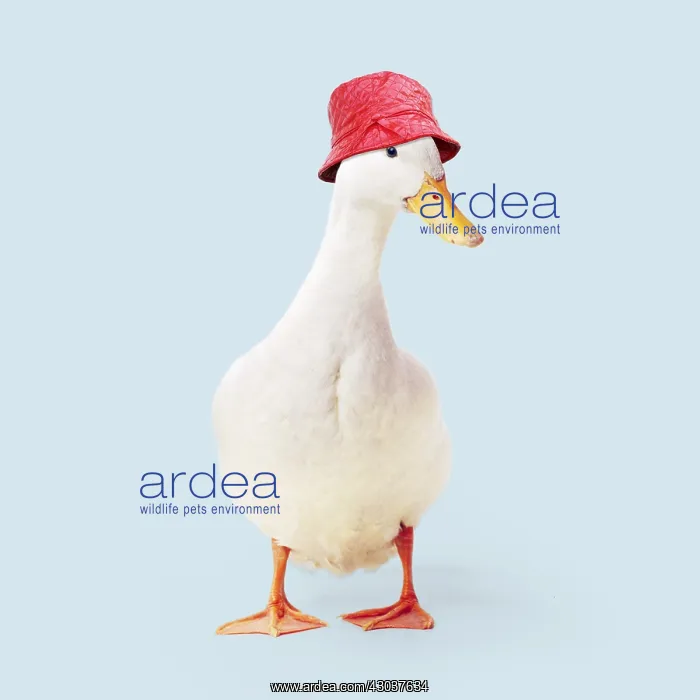 : Aylesbury Duck wearing red rain hat : Aylesbury Duck wearing red rain hat