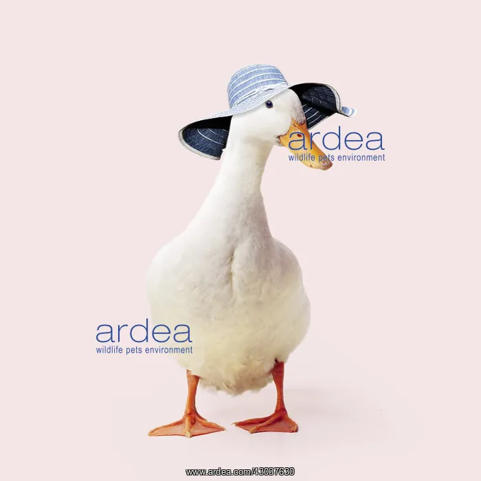 : Aylesbury Duck wearing sun hat : Aylesbury Duck wearing sun hat