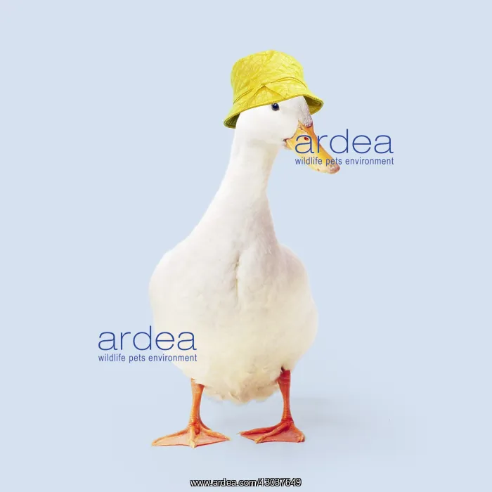 : Aylesbury Duck wearing yellow rain hat : Aylesbury Duck wearing yellow rain hat