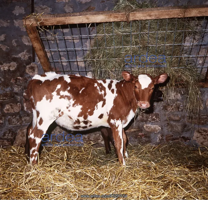 : AYRSHIRE CALF : AYRSHIRE CALF