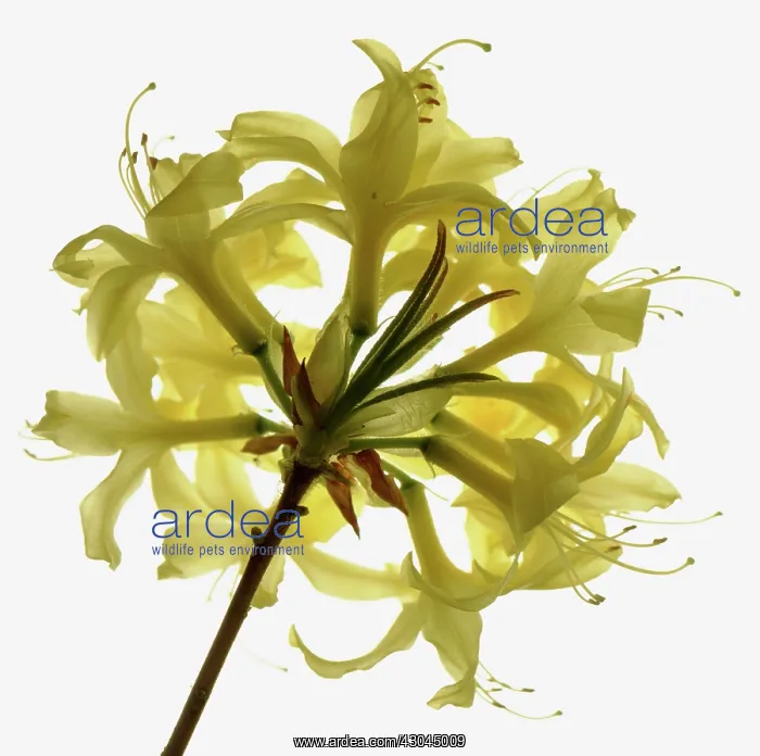  : Azalea, Rhododendron