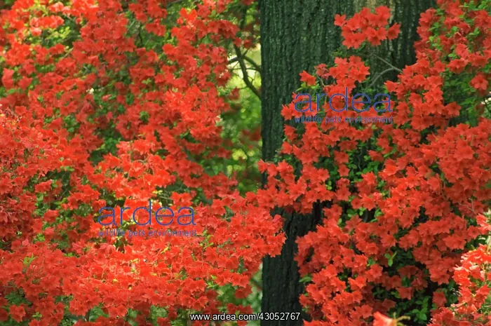 : Azalea, Rhododendron : Azalea, Rhododendron