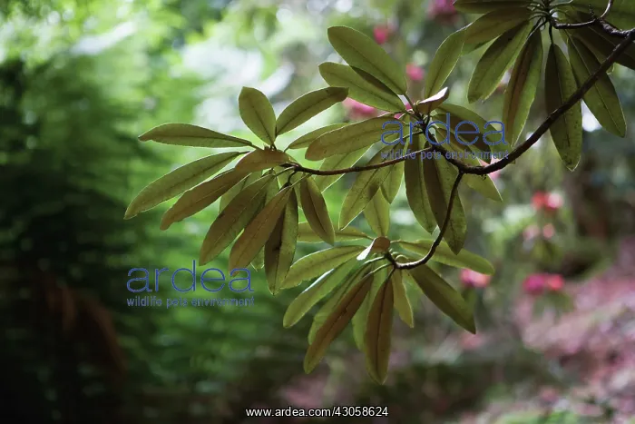 : Azalea, Rhododendron : Azalea, Rhododendron
