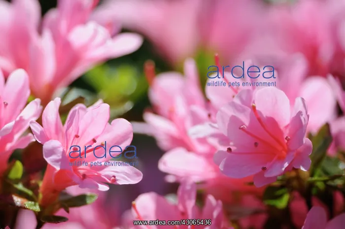 : Azalea, Rhododendron : Azalea, Rhododendron