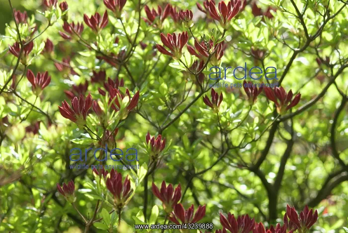 : Azalea, Rhododendron : Azalea, Rhododendron