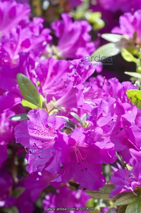 : Azalea Beethoven in bloom in a garden : Azalea Beethoven in bloom in a garden