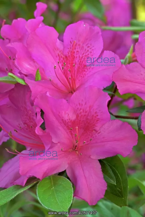 : Azalea - blossoms : Azalea - blossoms
