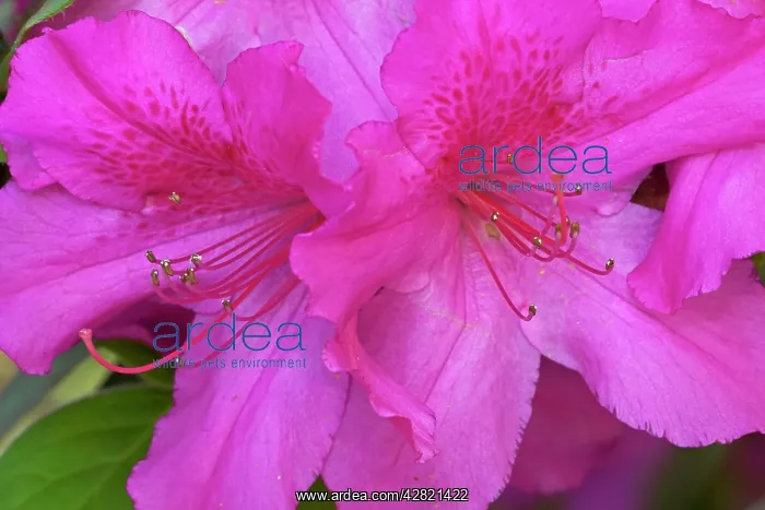 : Azalea - blossoms : Azalea - blossoms