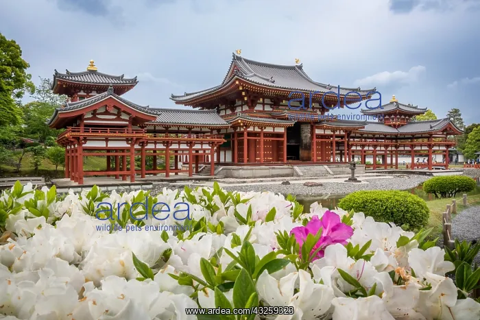 : Azalea in Byodoin temple, Ky&, x134bec; Japan : Azalea in Byodoin temple, Ky&, x134bec; Japan