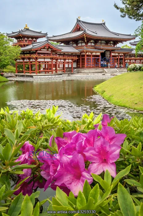 : Azalea in Byodoin temple, Ky&, x134bec; Japan : Azalea in Byodoin temple, Ky&, x134bec; Japan