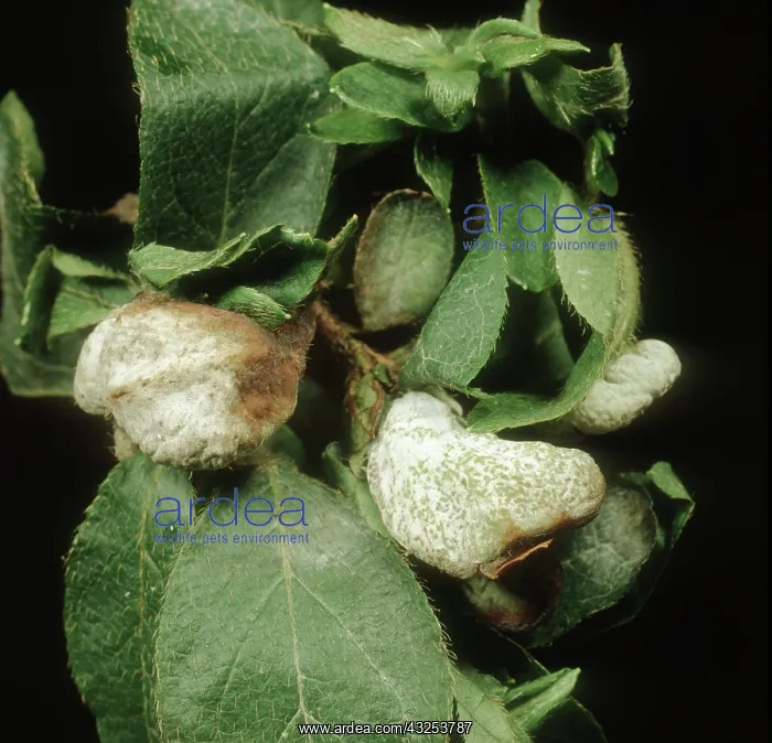 : Azalea gall : Azalea gall