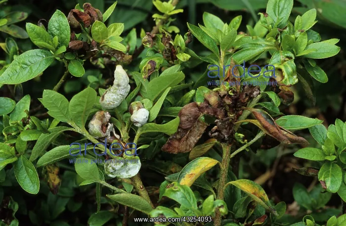 : Azalea Gall : Azalea Gall