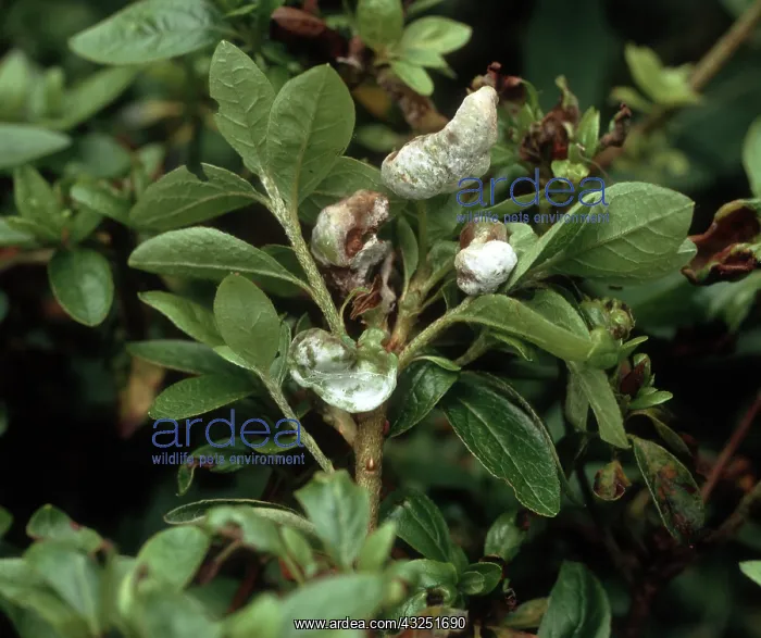 : Azalea gall distorting leaves : Azalea gall distorting leaves
