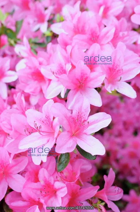 : Azalea, Japanese azalea, Rhododendron, Rhododendron : Azalea, Japanese azalea, Rhododendron, Rhododendron