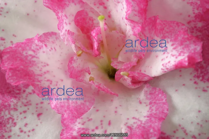 : Azalea - detail of a pink and white coloured azalea blossom : Azalea - detail of a pink and white coloured azalea blossom