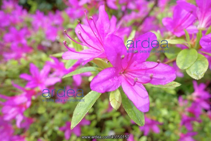 : Azalea, Rhododendron, Azalea Japonica Madame Van : Azalea, Rhododendron, Azalea Japonica Madame Van