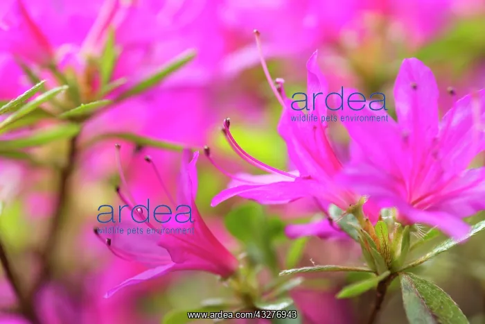 : Azalea, Rhododendron cultivar, Pink subject : Azalea, Rhododendron cultivar, Pink subject