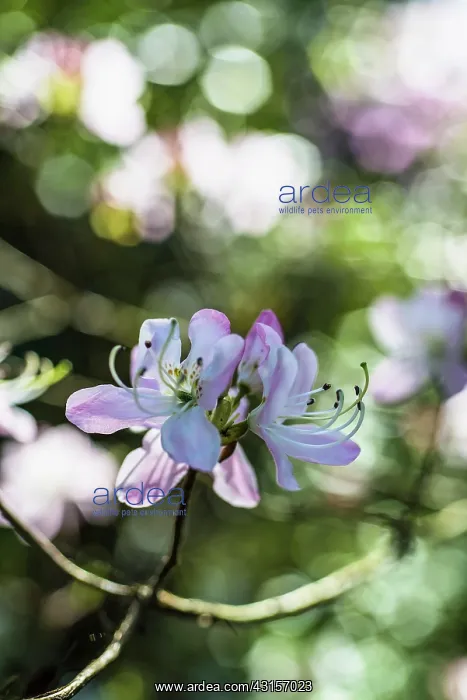 : Azalea, Rhododendron cultivar, Small cluster of : Azalea, Rhododendron cultivar, Small cluster of