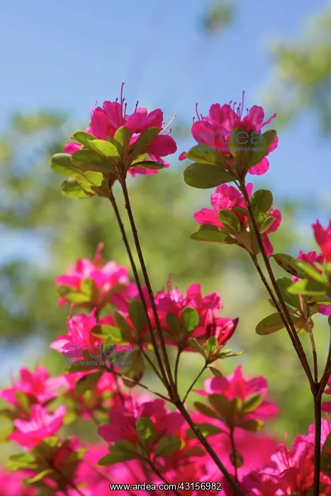 : Azalea, Rhododendron Ima-Shojo, Underneath view : Azalea, Rhododendron Ima-Shojo, Underneath view
