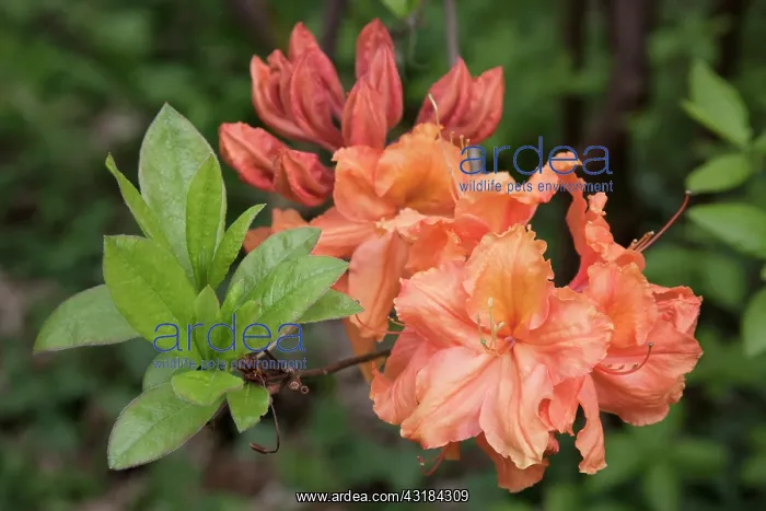 : Azalea, Rhododendron Kestrel, Front view of cluster : Azalea, Rhododendron Kestrel, Front view of cluster