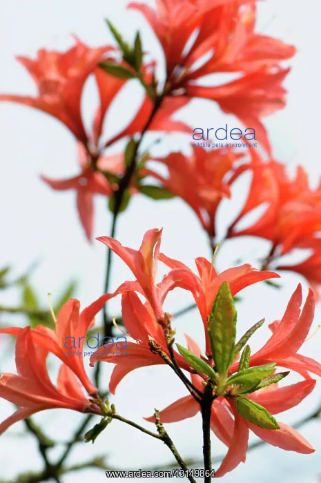 : Azalea, Rhododendron Koster's Brilliant Red, Detail of peach : Azalea, Rhododendron Koster's Brilliant Red, Detail of peach