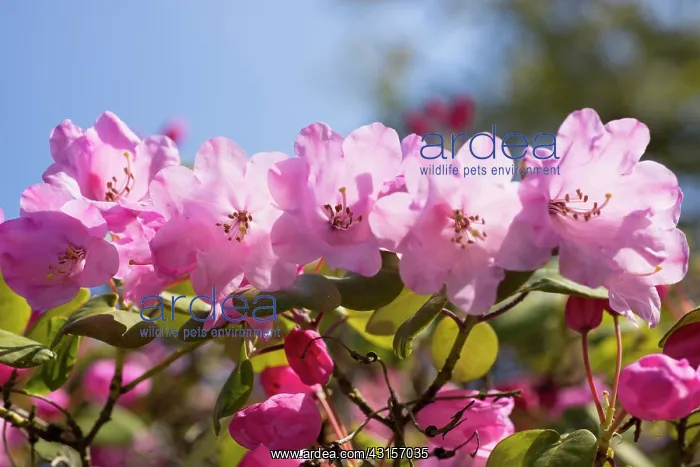  : Azalea, Rhododendron Temple Belle group, Font view
