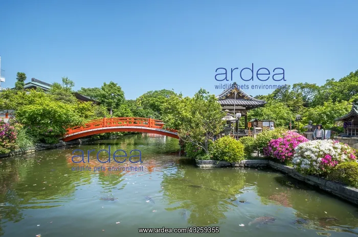 : Azalea at Shisen-en temple, Ky&, x134bec; Japan : Azalea at Shisen-en temple, Ky&, x134bec; Japan