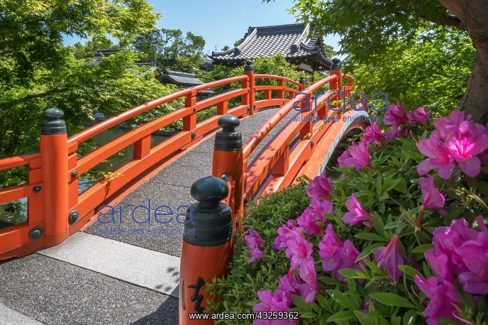 : Azalea at Shisen-en temple, Ky&, x134bec; Japan : Azalea at Shisen-en temple, Ky&, x134bec; Japan