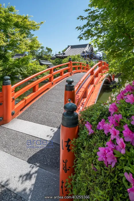 : Azalea at Shisen-en temple, Ky&, x134bec; Japan : Azalea at Shisen-en temple, Ky&, x134bec; Japan