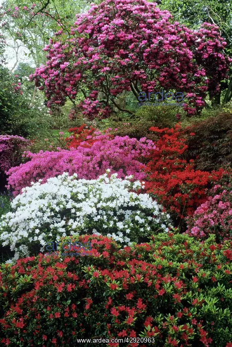 : Azaleas - show of Azaleas at exbury gardens : Azaleas - show of Azaleas at exbury gardens
