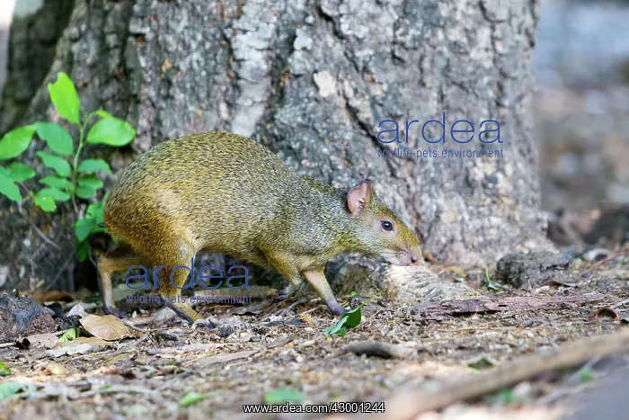 : Azara's Agouti / Black Agouti / Smoky Agouti / Grey Agouti : Azara's Agouti / Black Agouti / Smoky Agouti / Grey Agouti